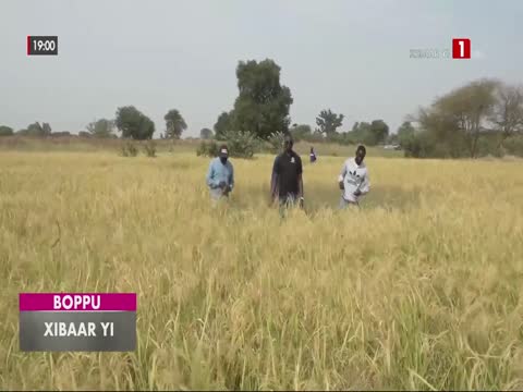 XIBAAR YI du mardi 02 déc. 2025