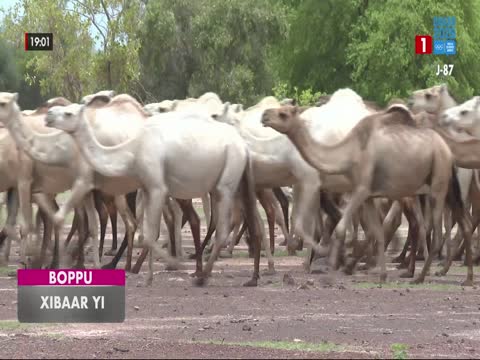XIBAAR YI du mercredi 05 août 2026